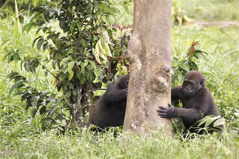 Naturwunder Kameruns: Flachland-Gorillas © by IKARUS TOURS GmbH